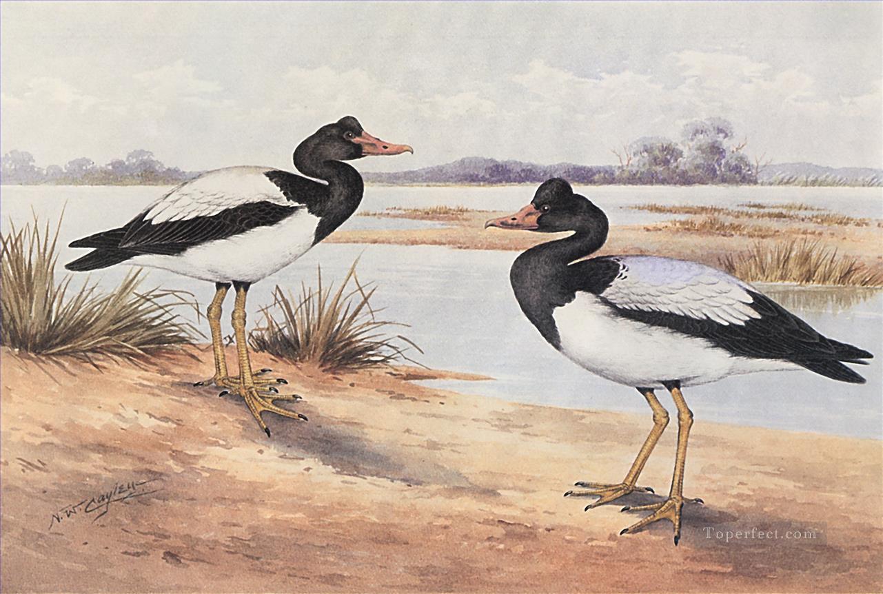 Magpie Goose birds Oil Paintings
